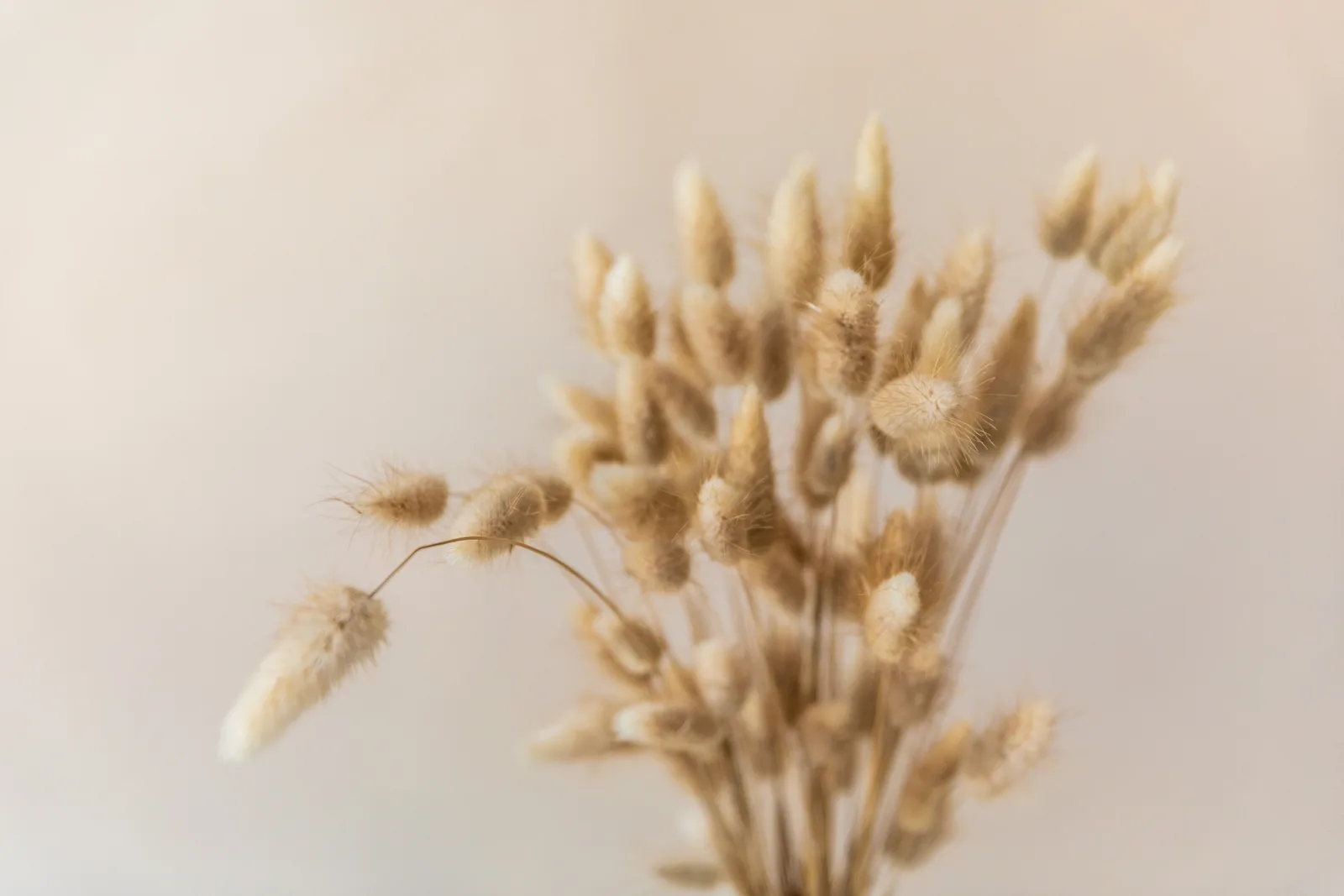 Elegant soft focus image of Lagurus Ovatus, also known as Bunny Tail Grass.